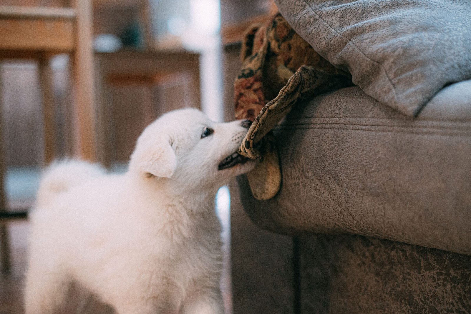 Proven Ways to Stop a Puppy from Biting Fast