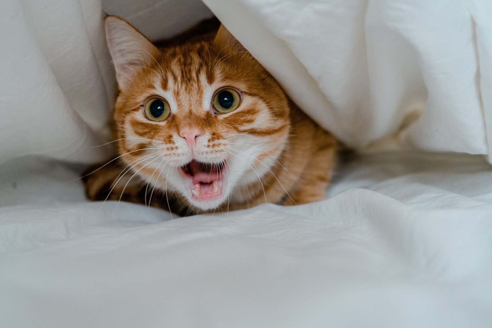 Signs Your Cat Is Stressed (and How to Help)