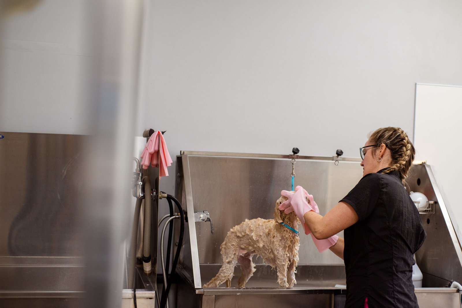 How Often Should You Bathe a Dog