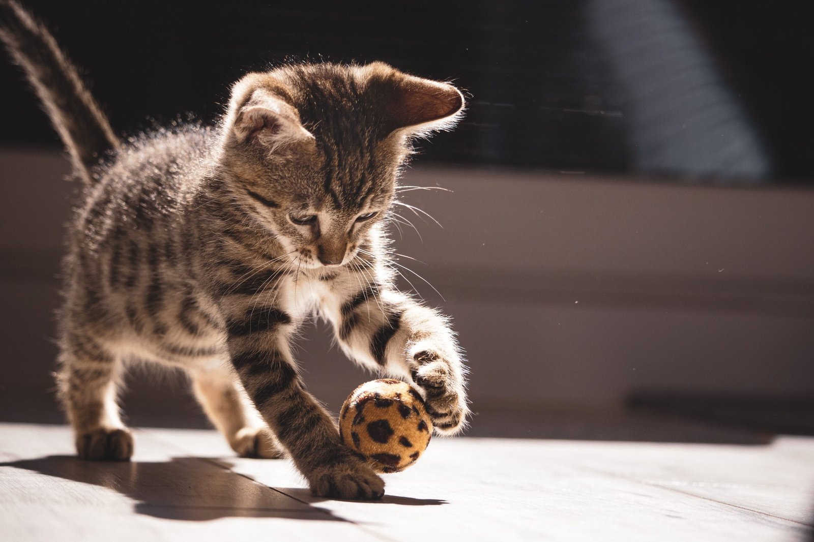 Cheap DIY Cat Toys You Can Make at Home