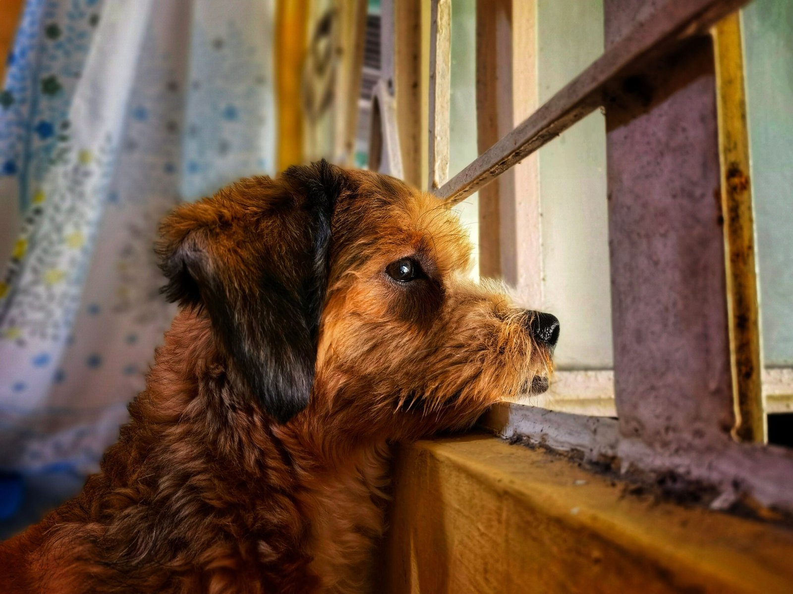 Signs of Separation Anxiety in Dogs