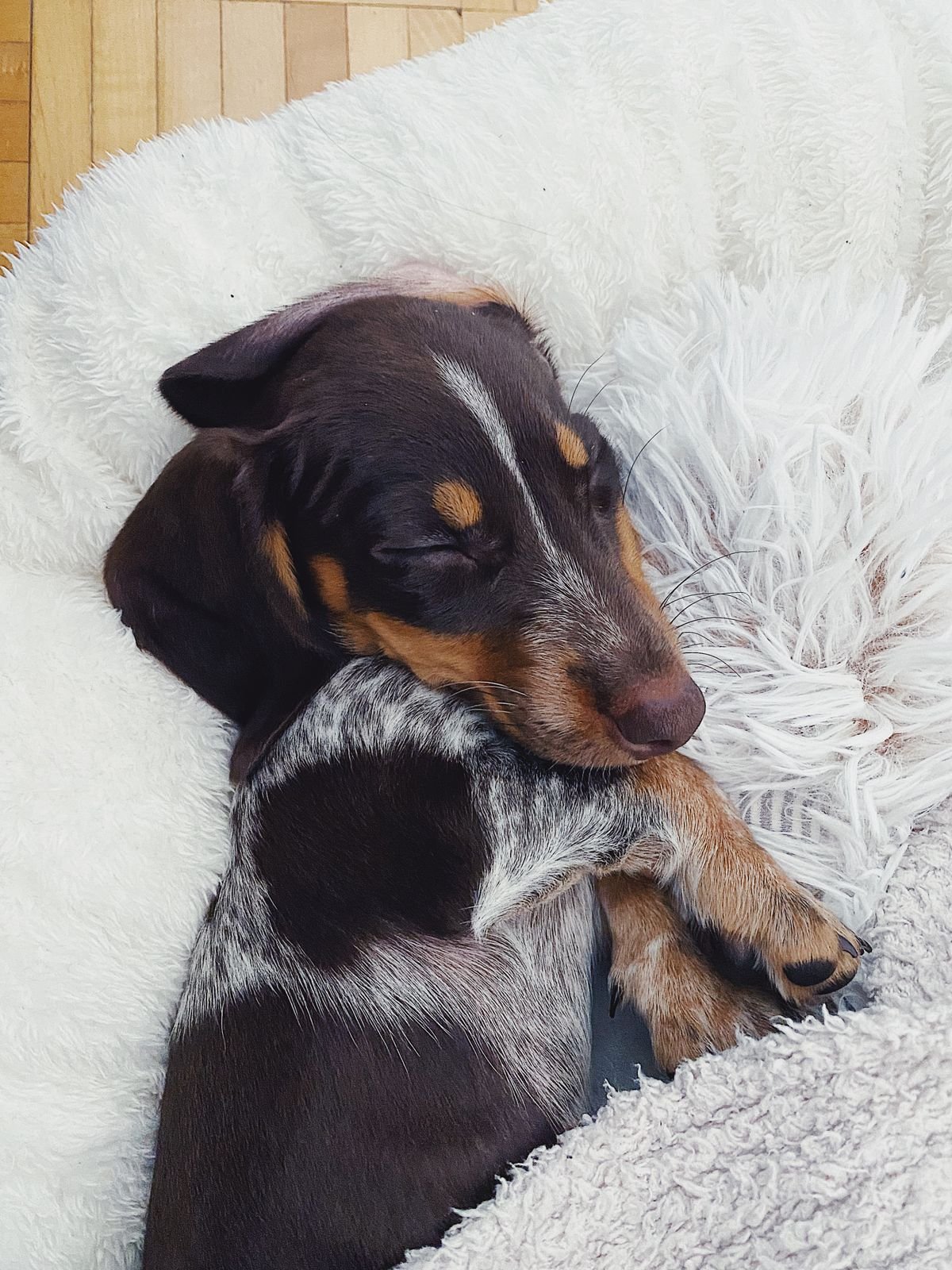 New Puppy Checklist: Your First Week at Home