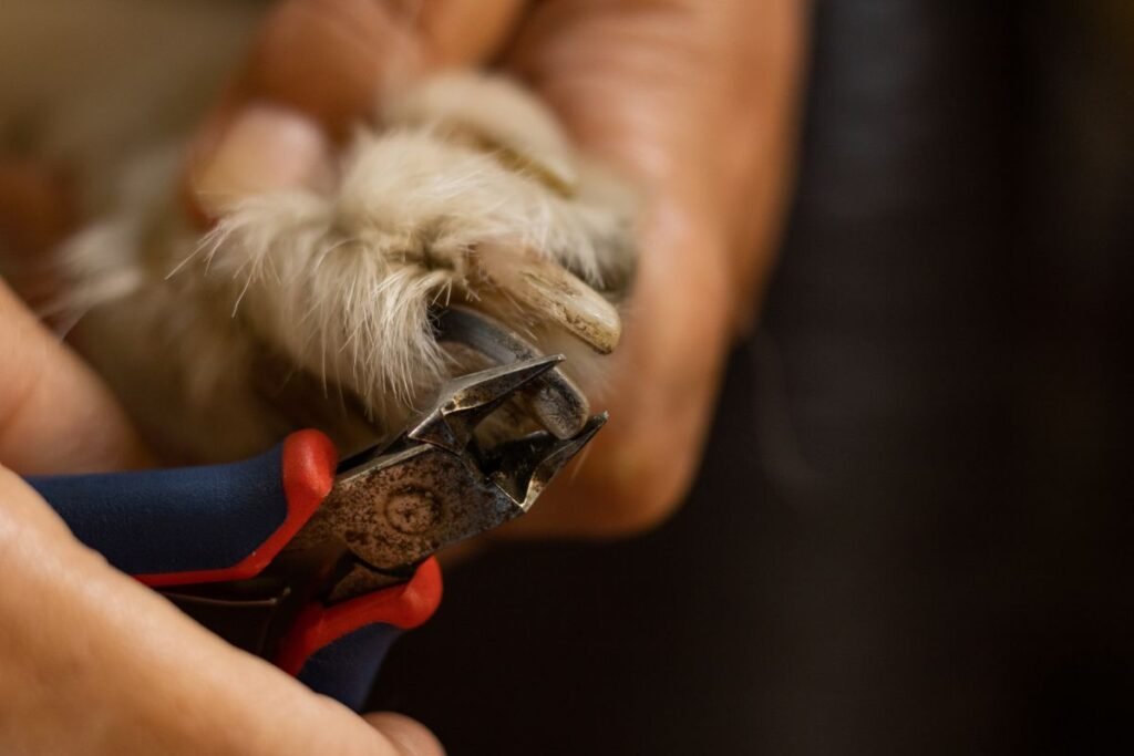 Person trimming a dog's nail with clippers