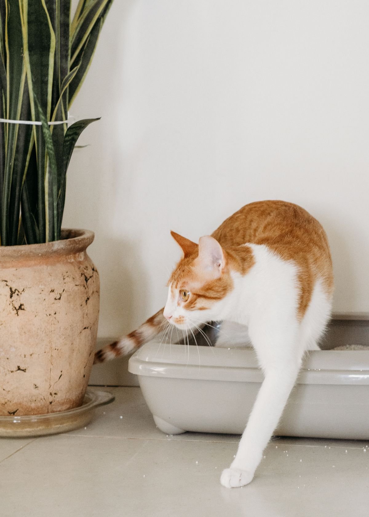 How to Reduce Litter Box Smell: 8 Simple Tips That Work