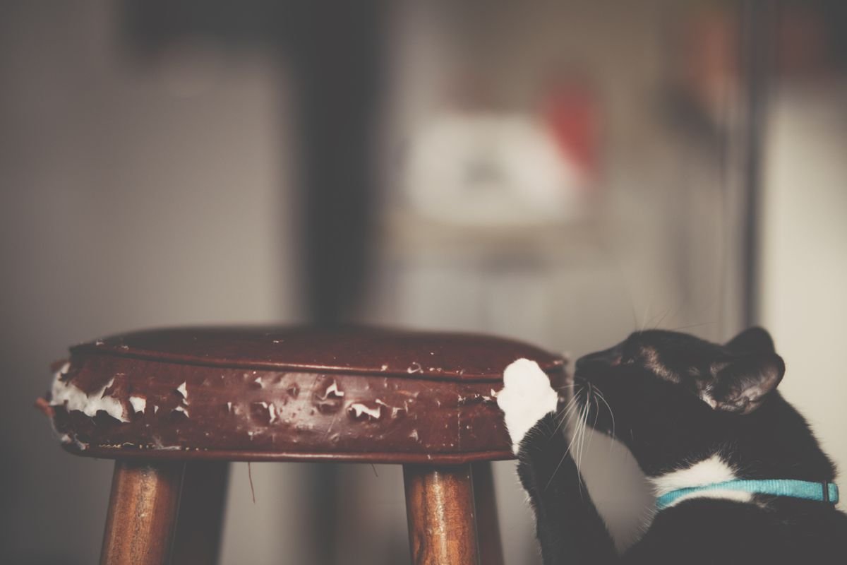 Why Cats Scratch Furniture and How to Stop It