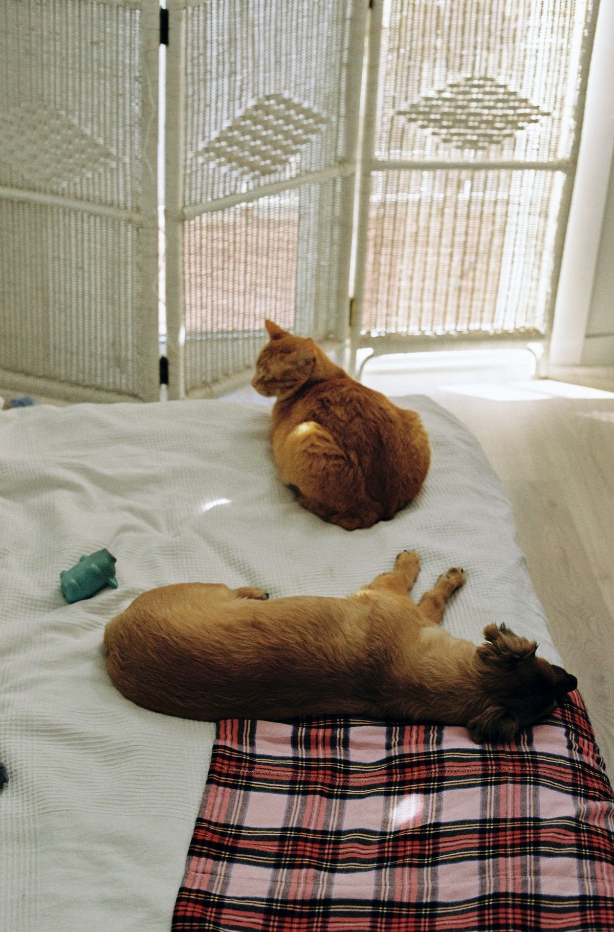 How Much Does a Pet Cost Per Year? A Realistic Budget Guide