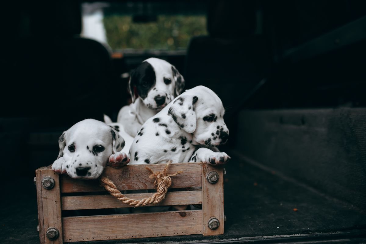 Puppies