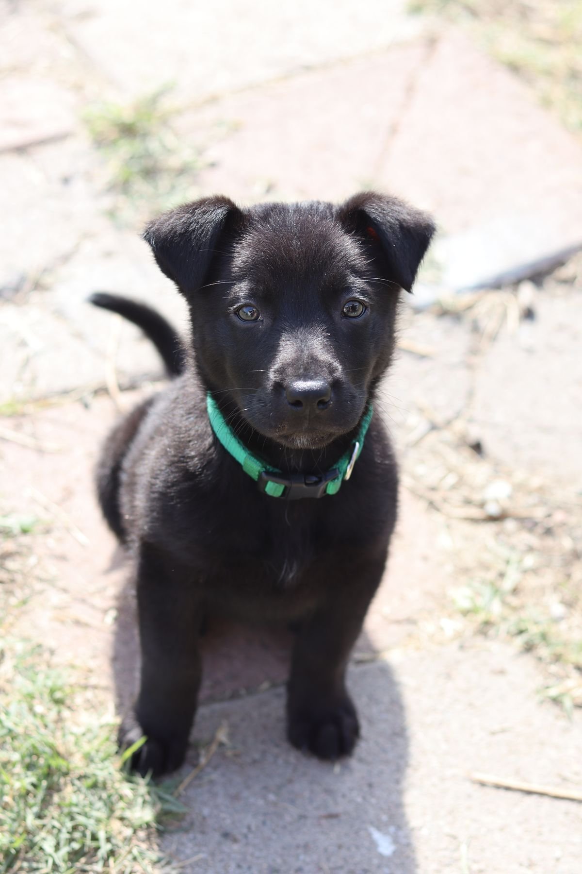 How to Teach Your Puppy to Sit