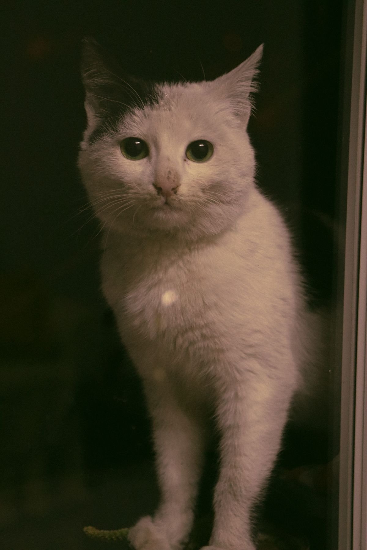 Why Is My Cat Meowing at Night? Causes and Solutions