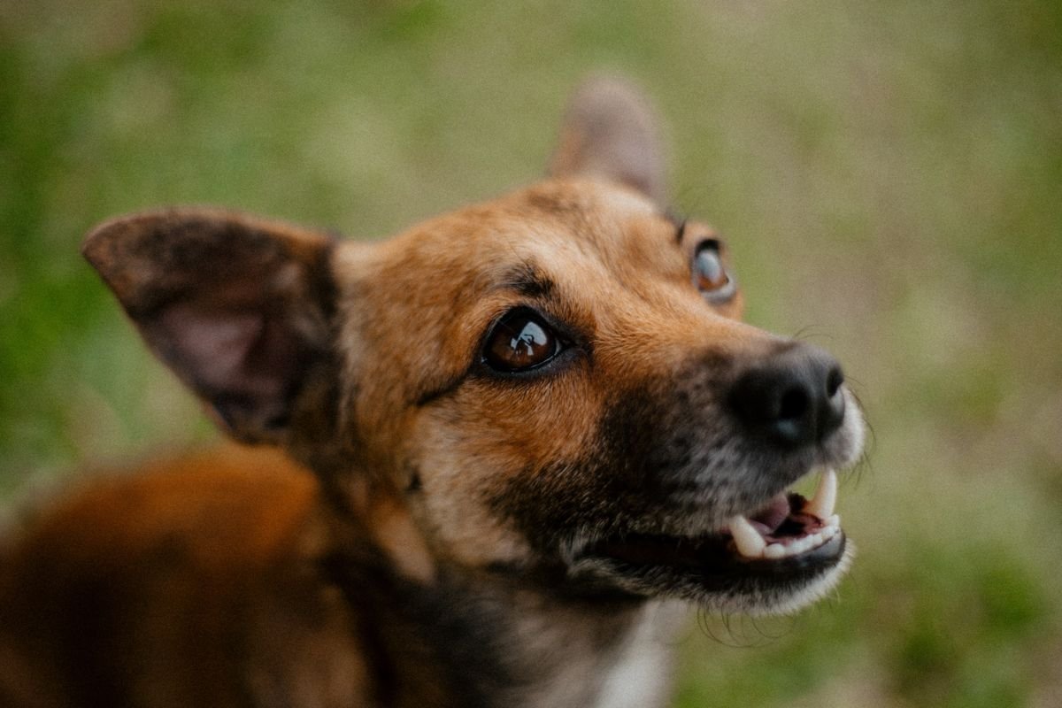 How to Brush Your Dog’s Teeth at Home: A Beginner’s Guide