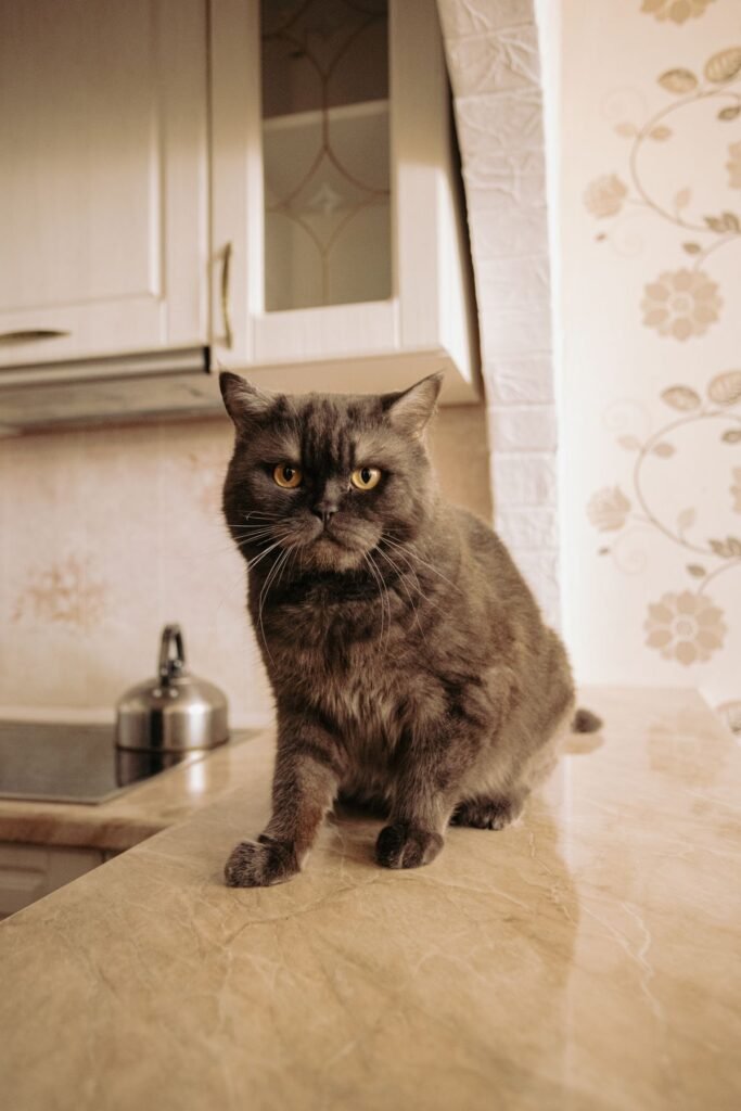 British shorthair cat sitting on a kitchen counter
