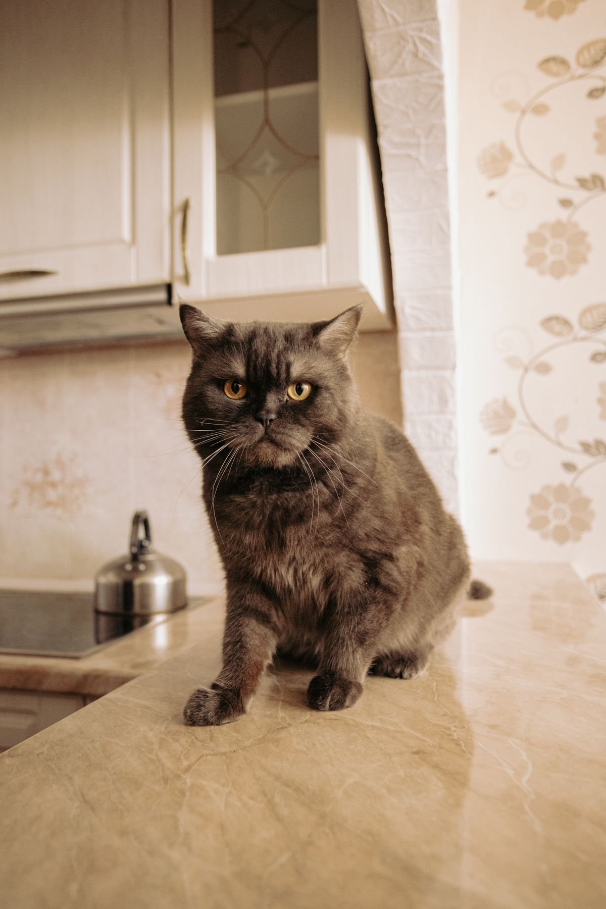 Foods Cats Should Never Eat: A Complete Safety Guide