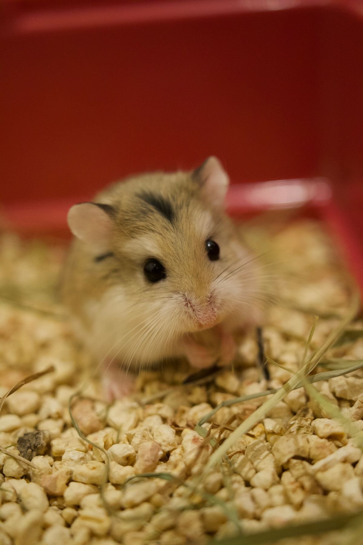 How to Set Up a Hamster Cage for Beginners