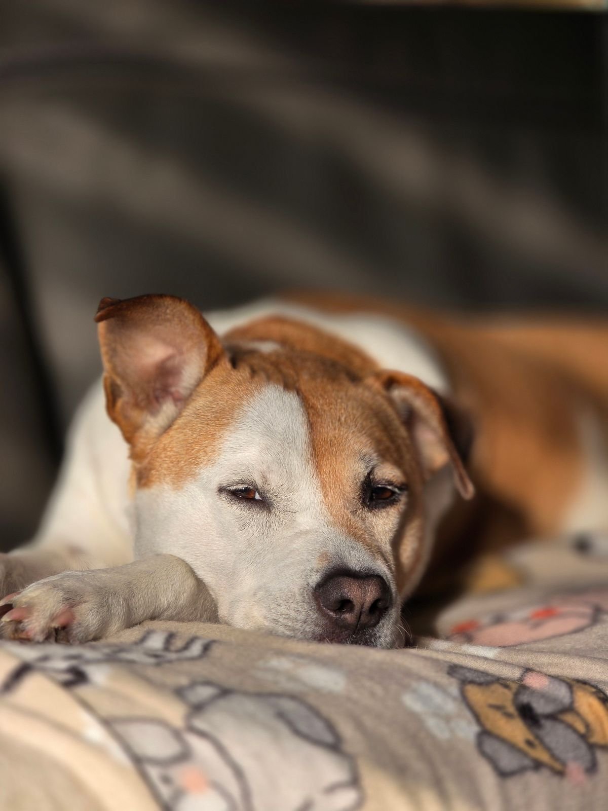 How to Calm a Dog During Thunderstorms