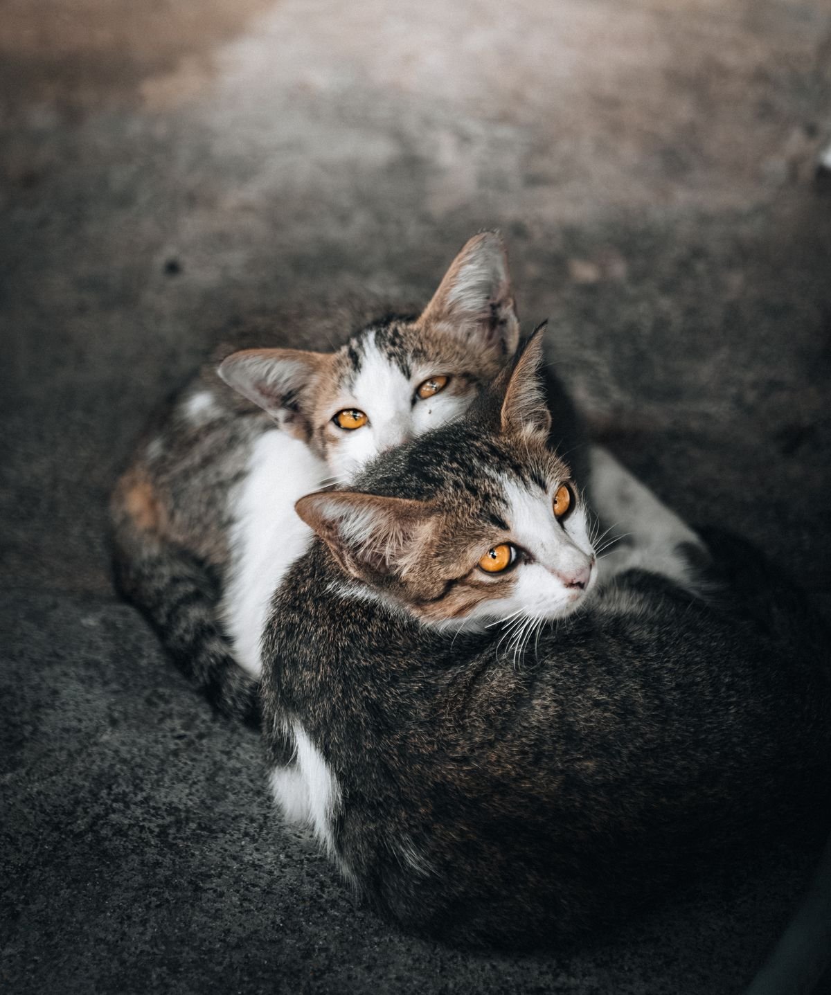 Cats