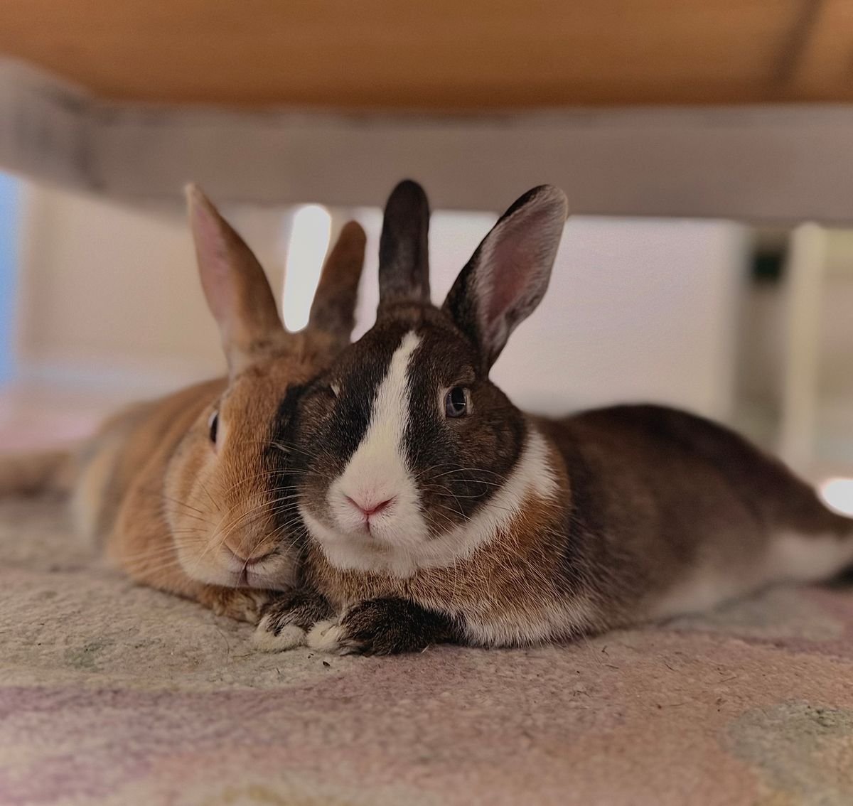 Rabbits