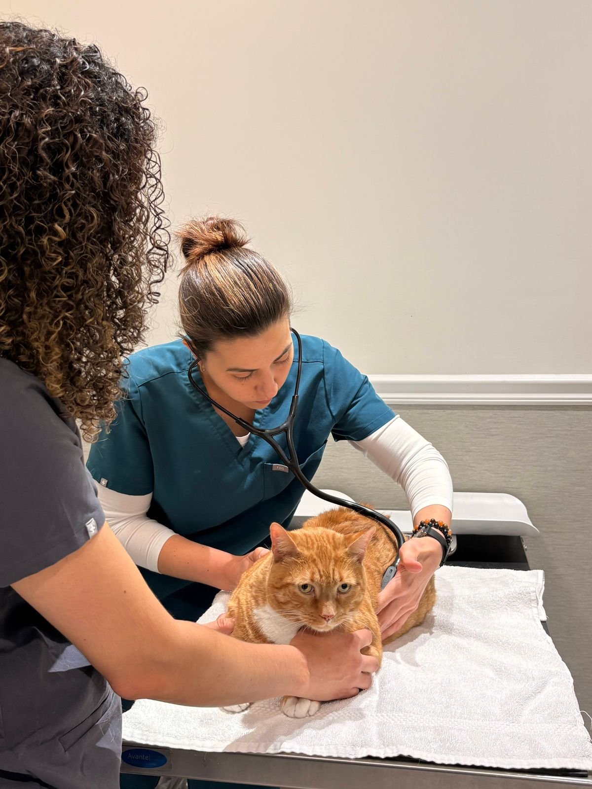 How to Choose a Good Veterinarian for Your Pet
