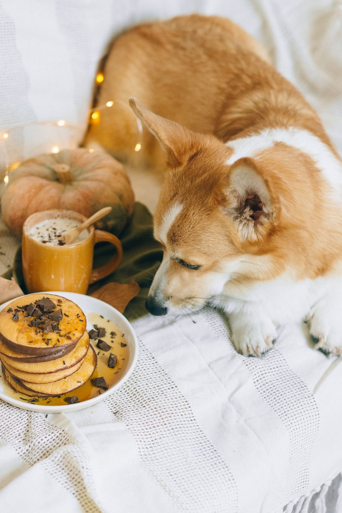 Dog at home