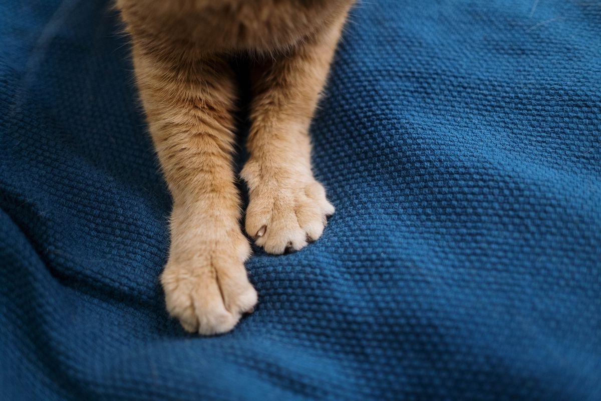 Why Do Cats Knead? Understanding This Cute Habit