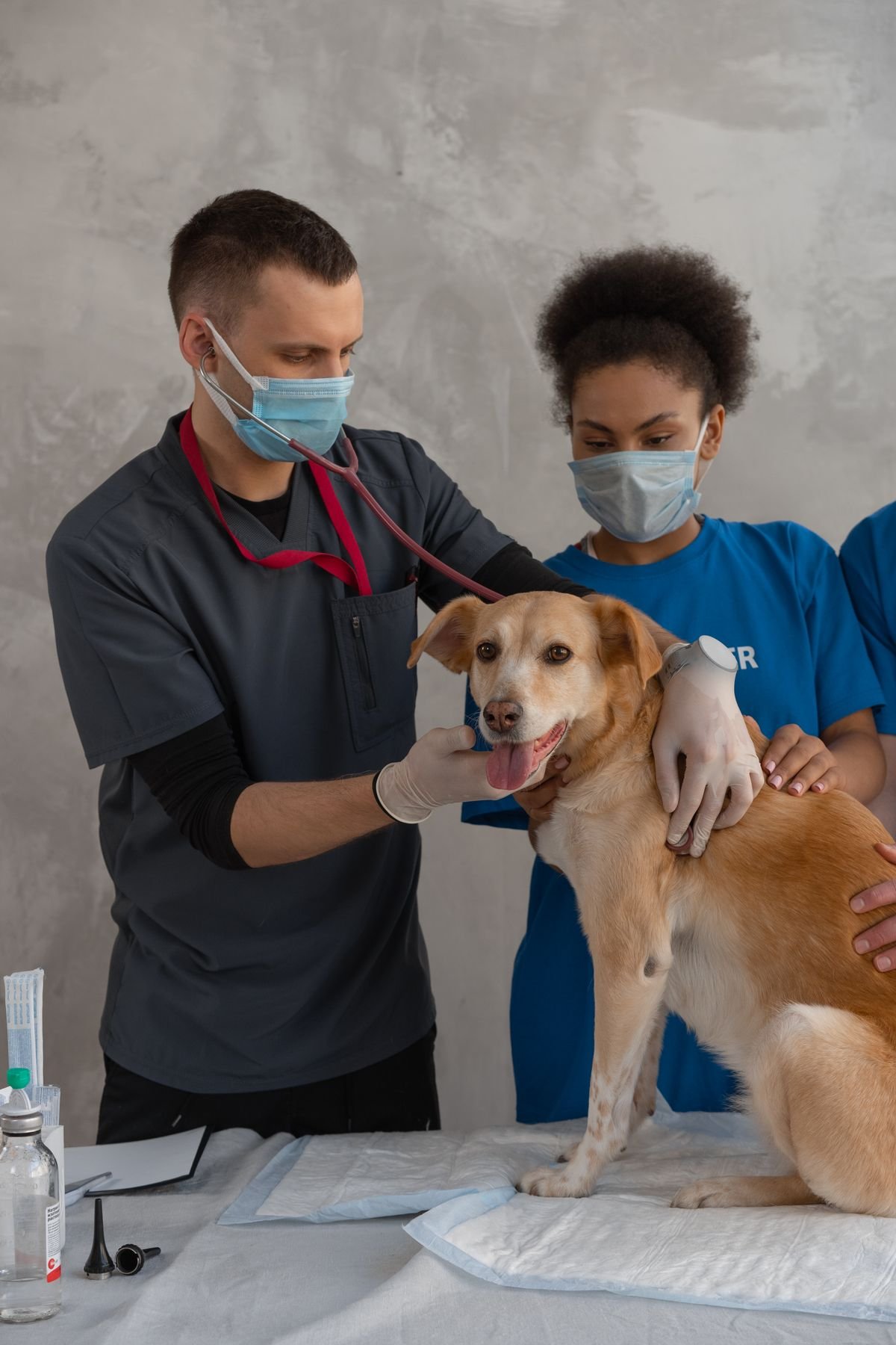 Veterinarian examining a brown dog