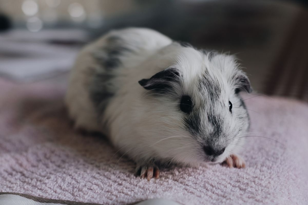 Guinea Pig Care for Beginners: Everything You Need to Know