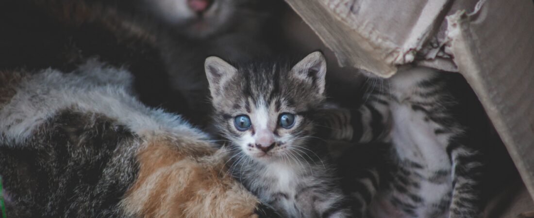 How to Litter Train a Kitten Fast