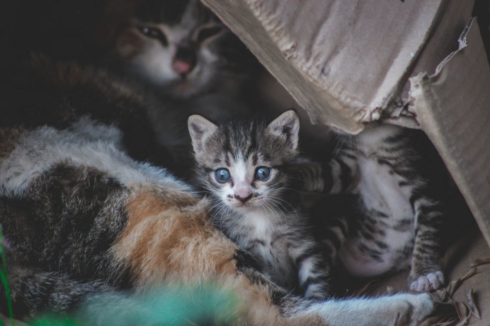 How to Litter Train a Kitten Fast